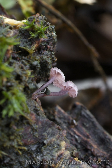 Lilabruine schorsmycena - Mycena meliigena